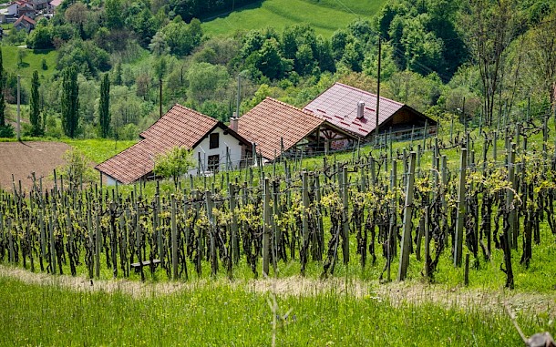 Miroslav Posavec / Shutterstock