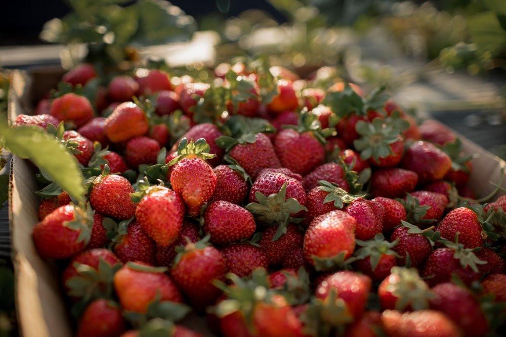 Megnyitott a legtöbb „Szedd magad!" eperföld Szlovákiában