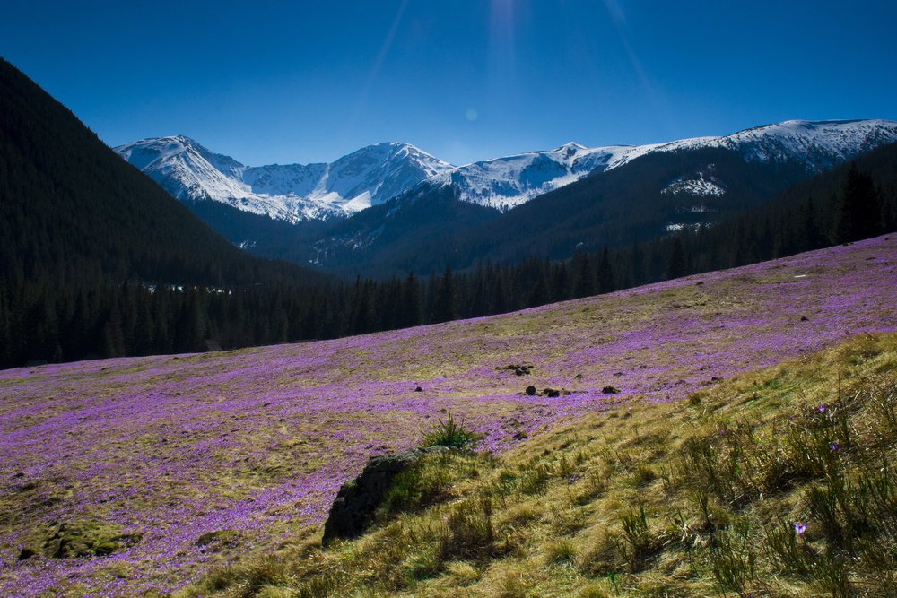 Krokusy v Chochołowskej doline – poľský fenomén jari