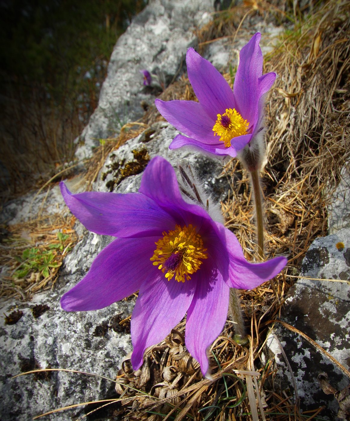 Huňatý posol jari vykvitol tento rok skôr