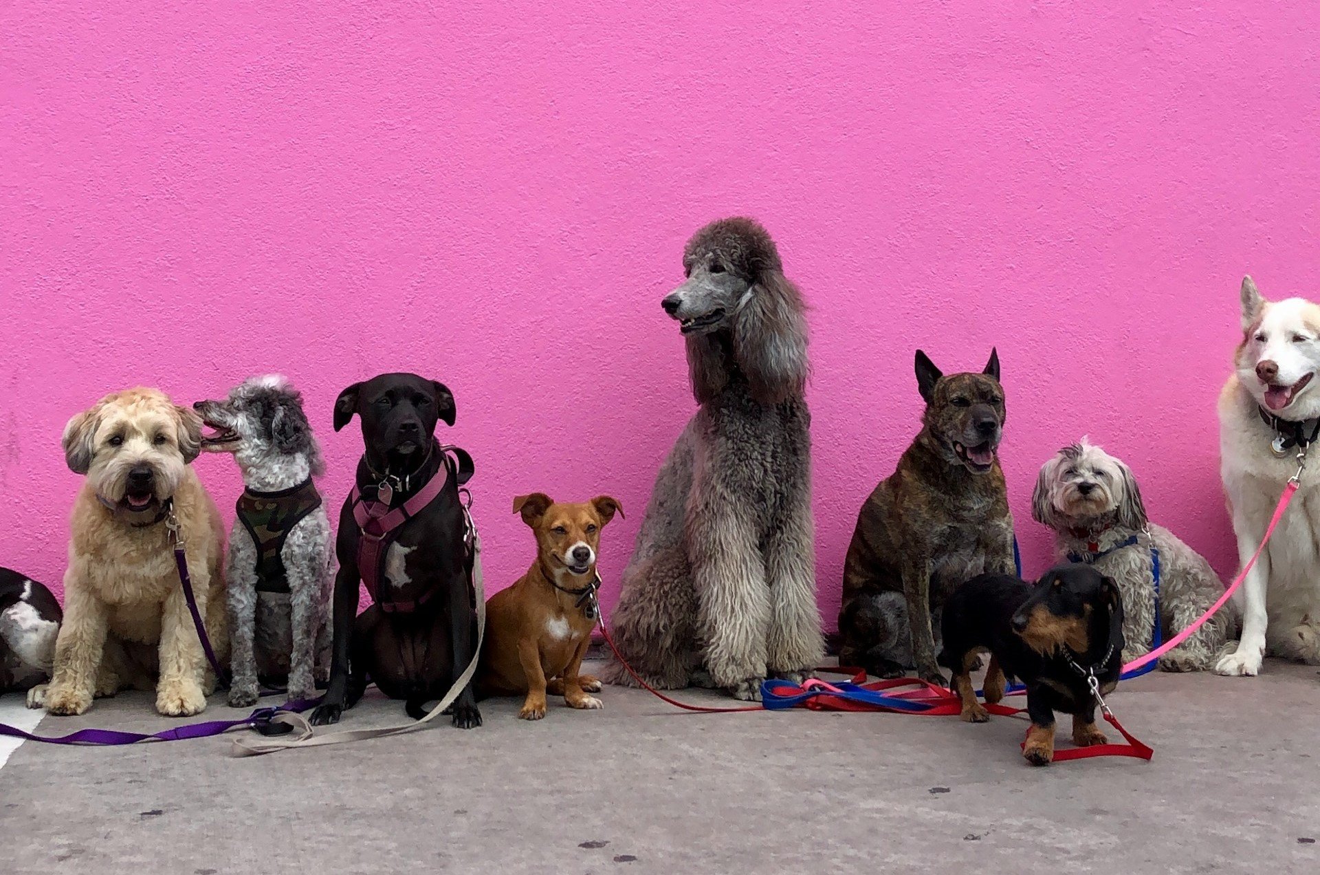 Egy kutyafajta mindegyiknél tovább él