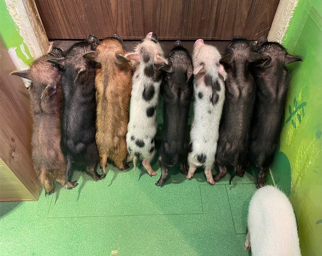 Már nem csak cicákat, hanem törpe malacokat is simogathatunk a kávézókban