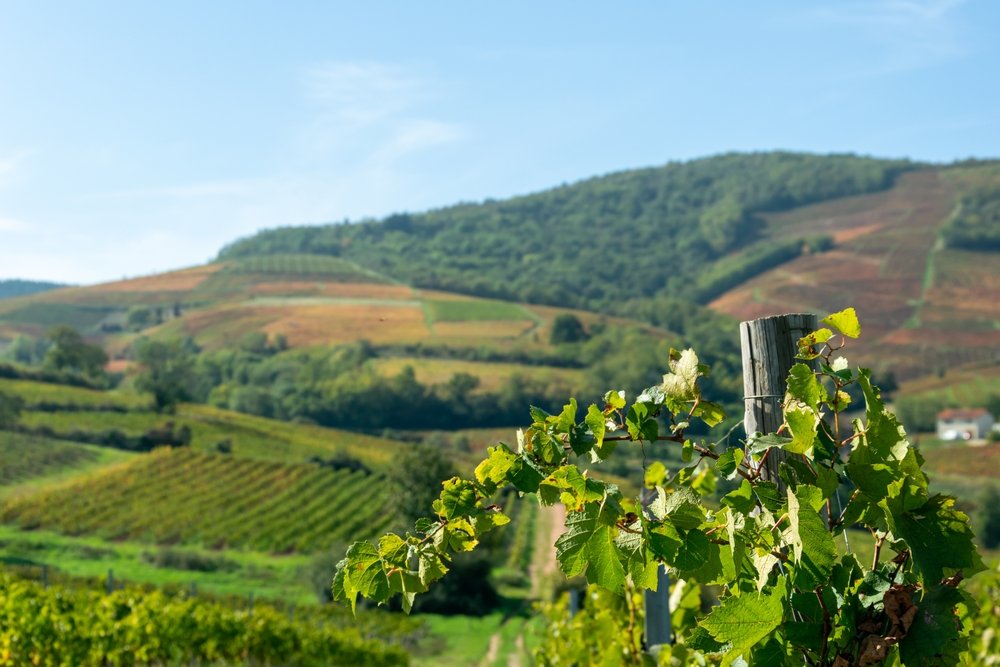 Beaujolais, a világ leghíresebb újbora
