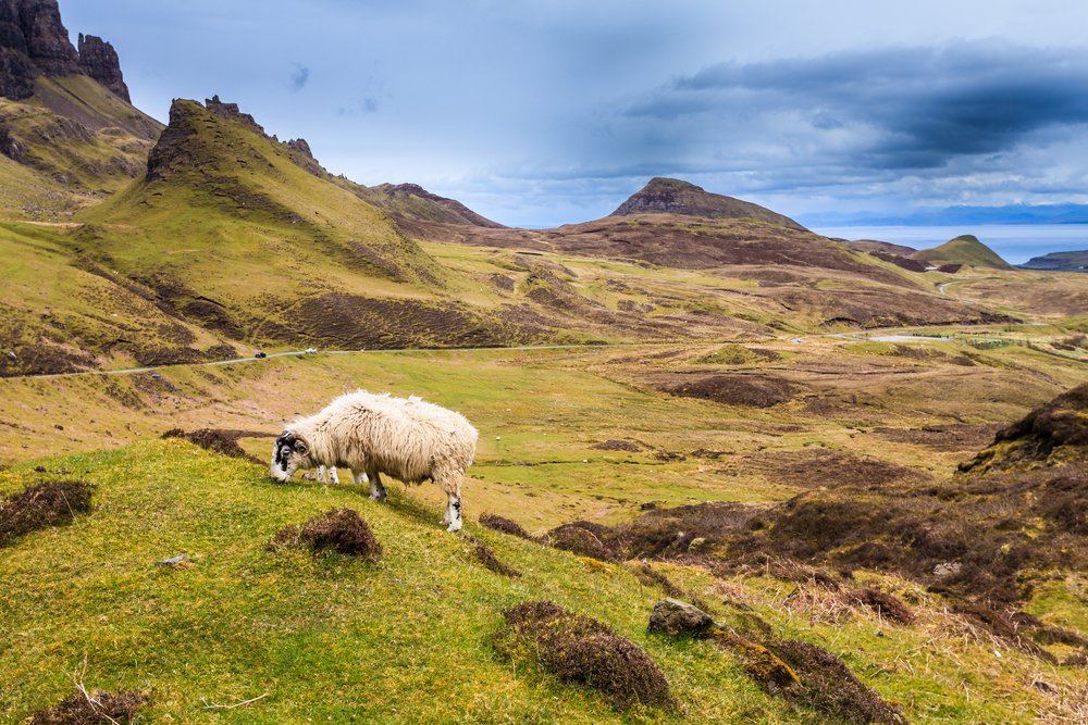 Kivonult a társadalomból a skót birka