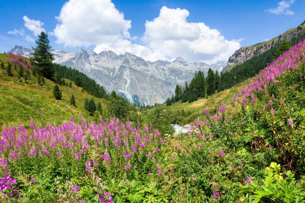 Kirándulások a gyógynövények hazájában