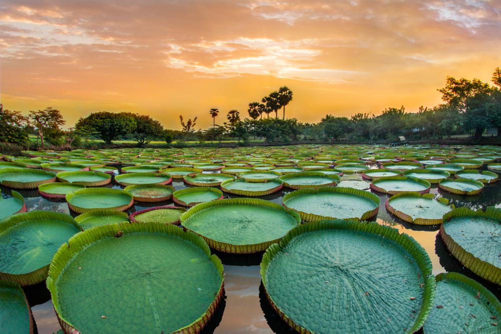 A világ legfurcsább növényei