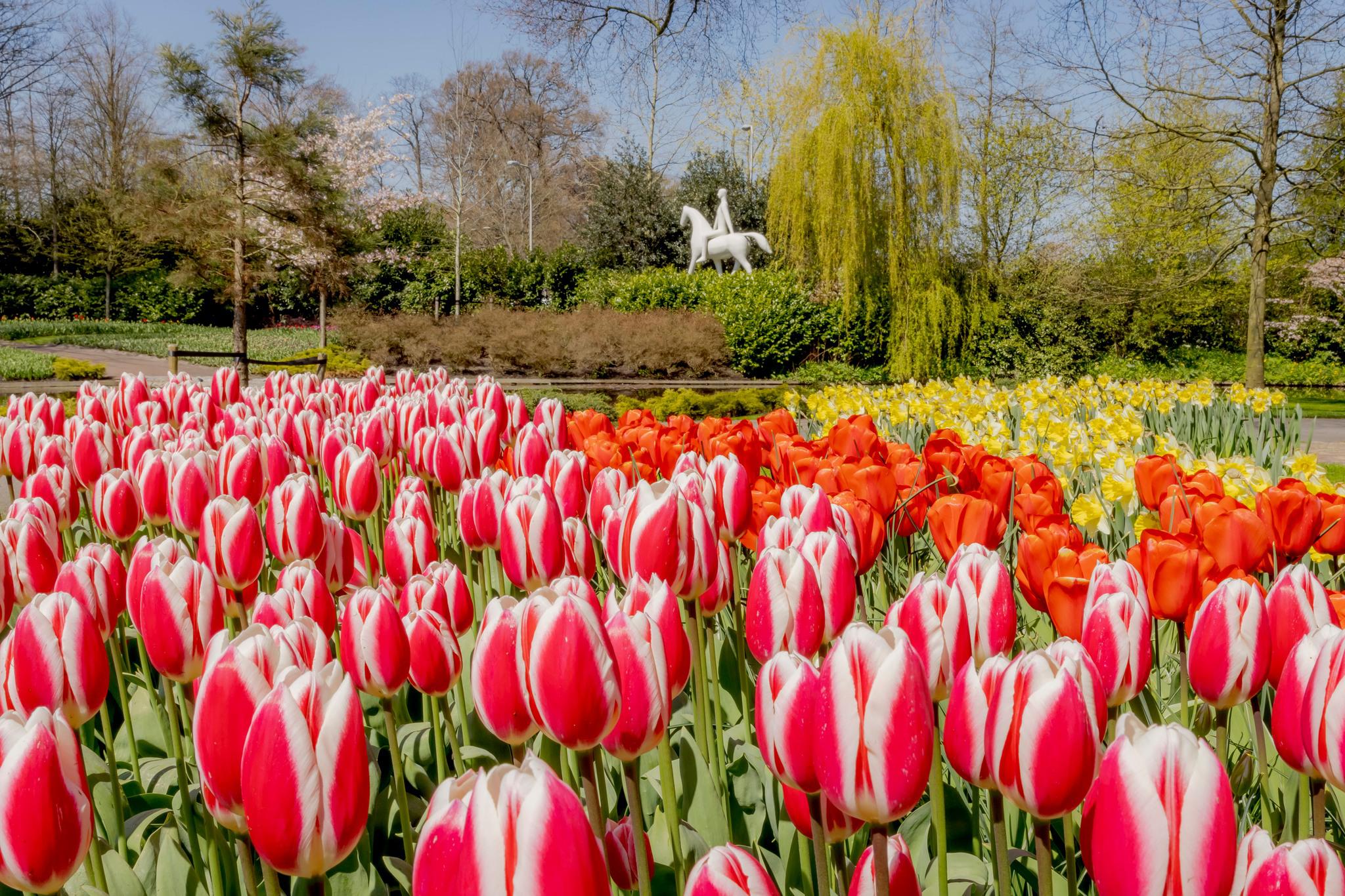 Mesto tulipánov: Keukenhof