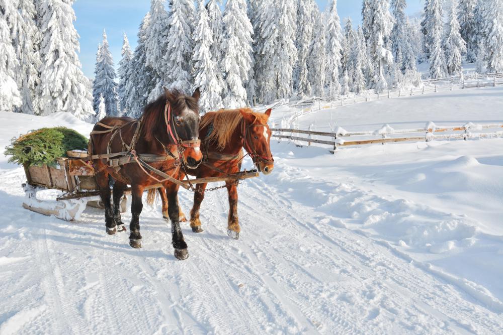 Havas kalandok Erdélyben