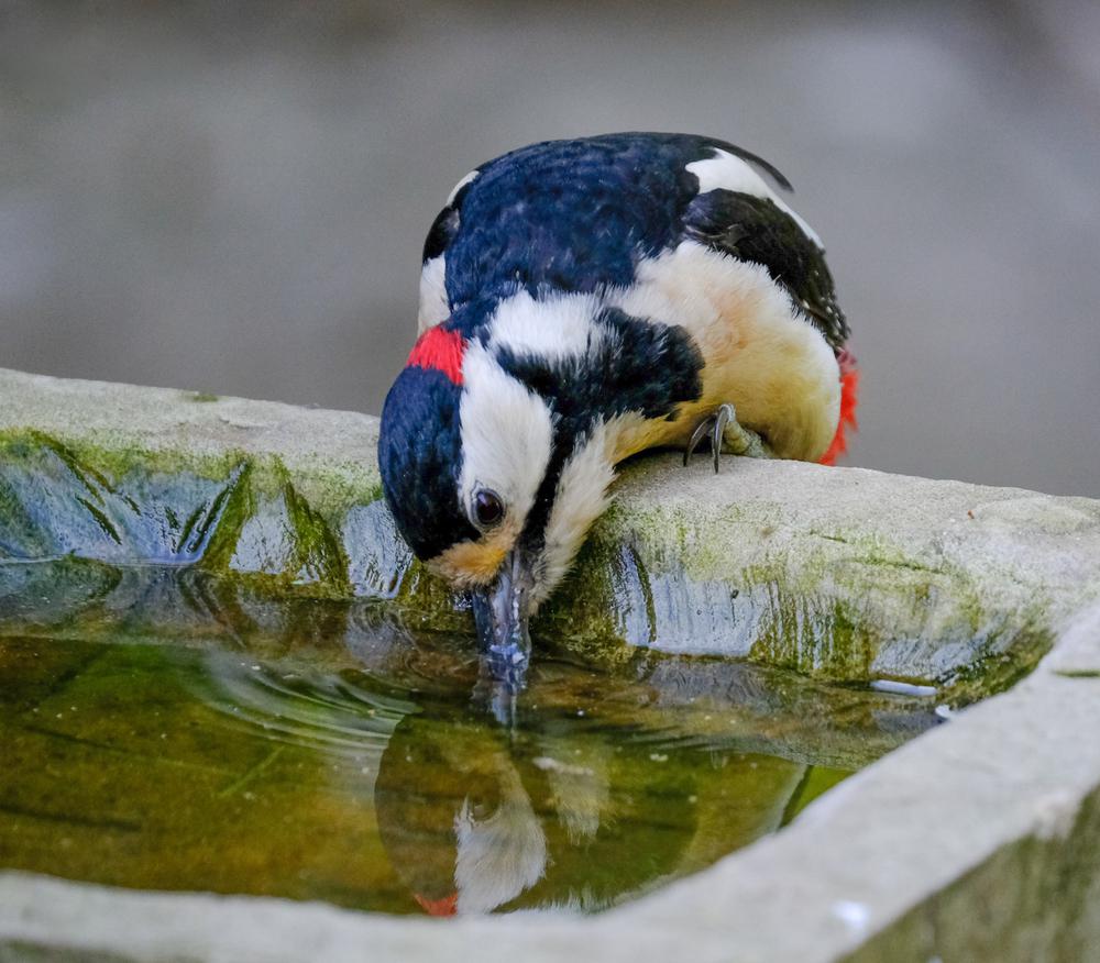 Ha madarat etetnél, így tedd!