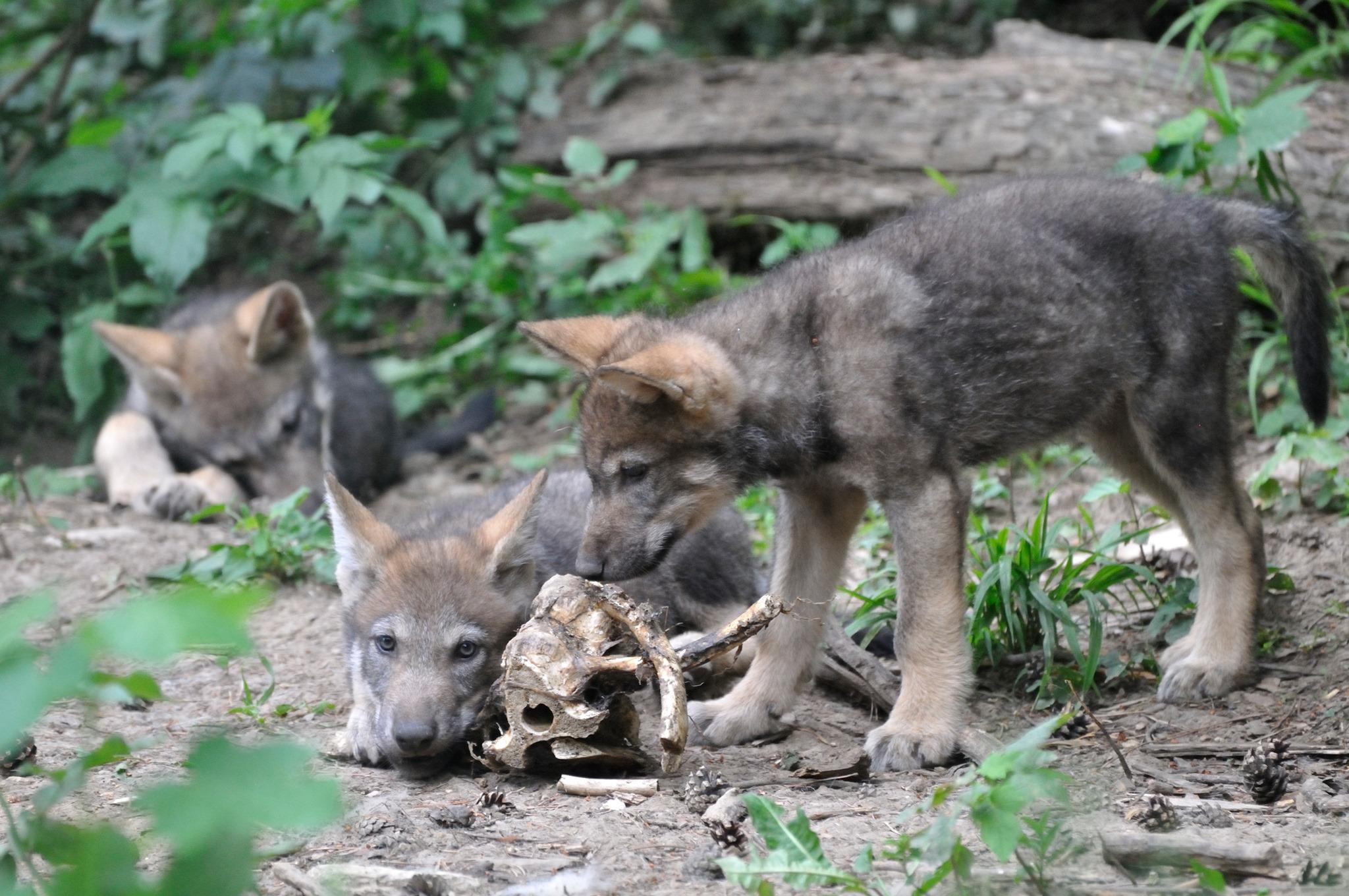 Zvierací geocaching v Bojniciach