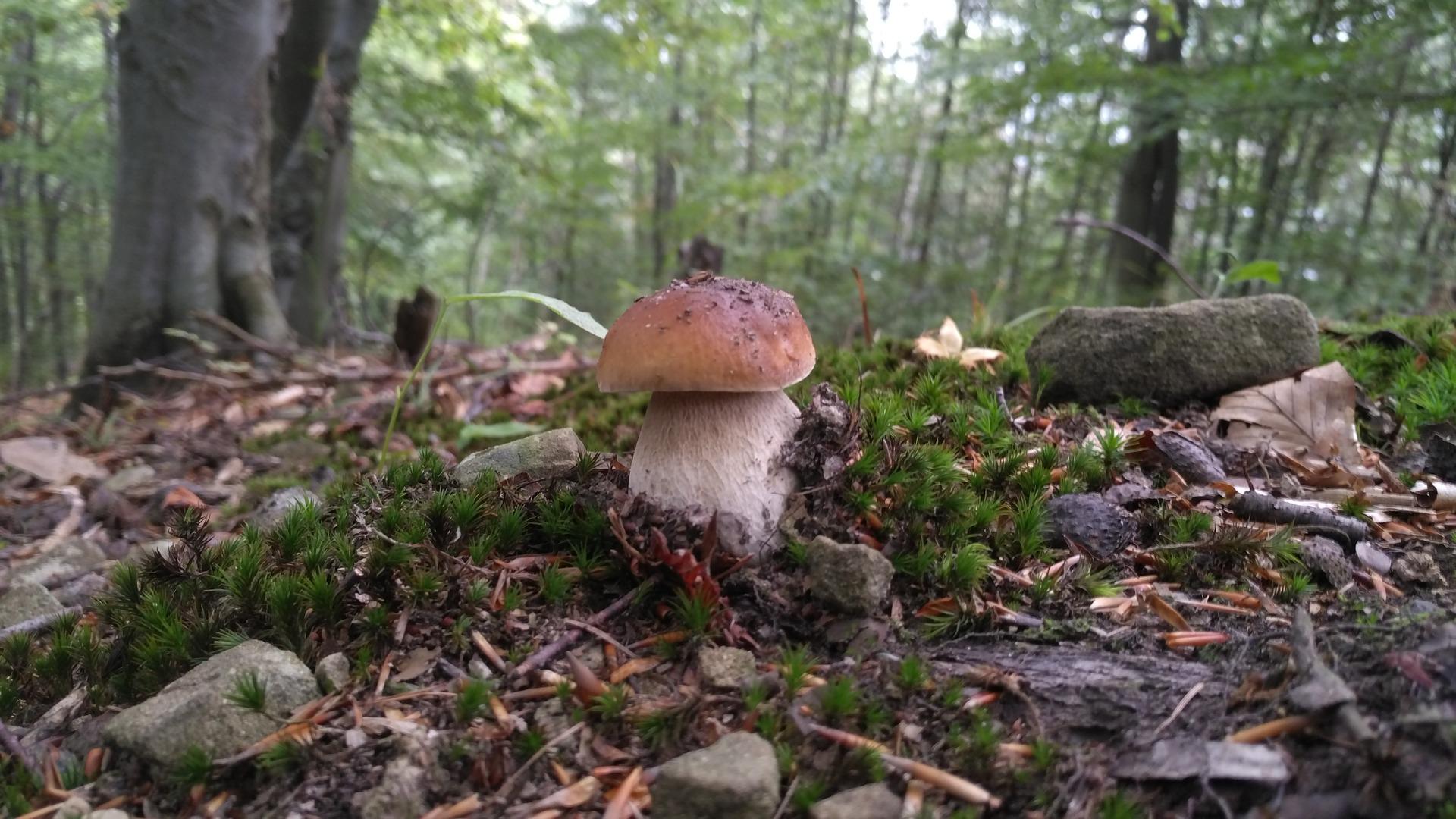 Plody lesa pre lepšie zdravie
