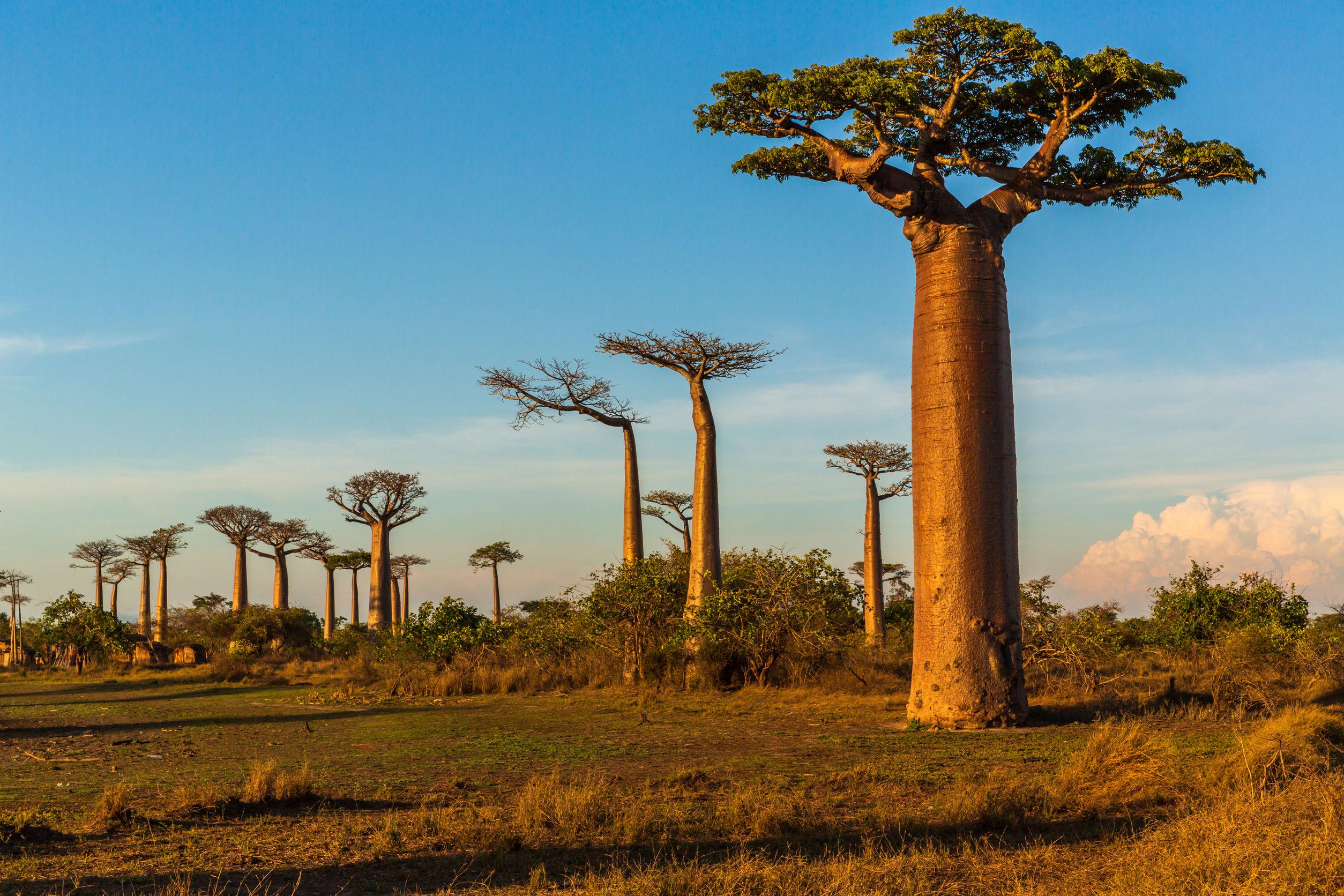 A madagaszkári kések erdeje