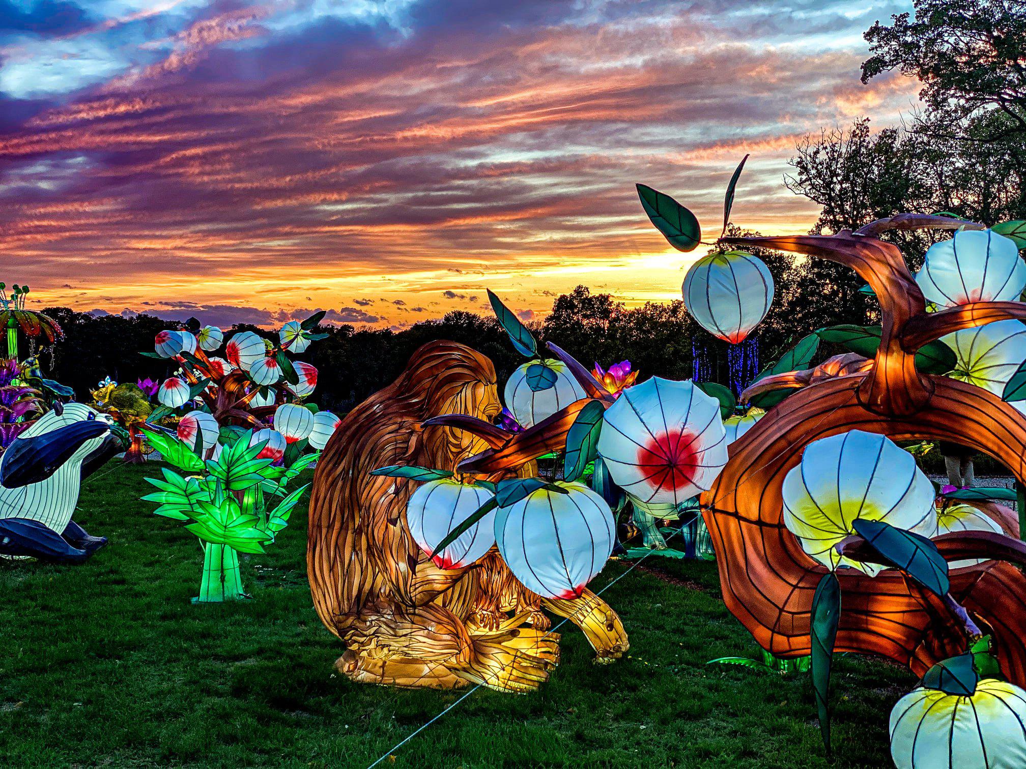 Safari z auta a divoké svetlá len kúsok od Paríža