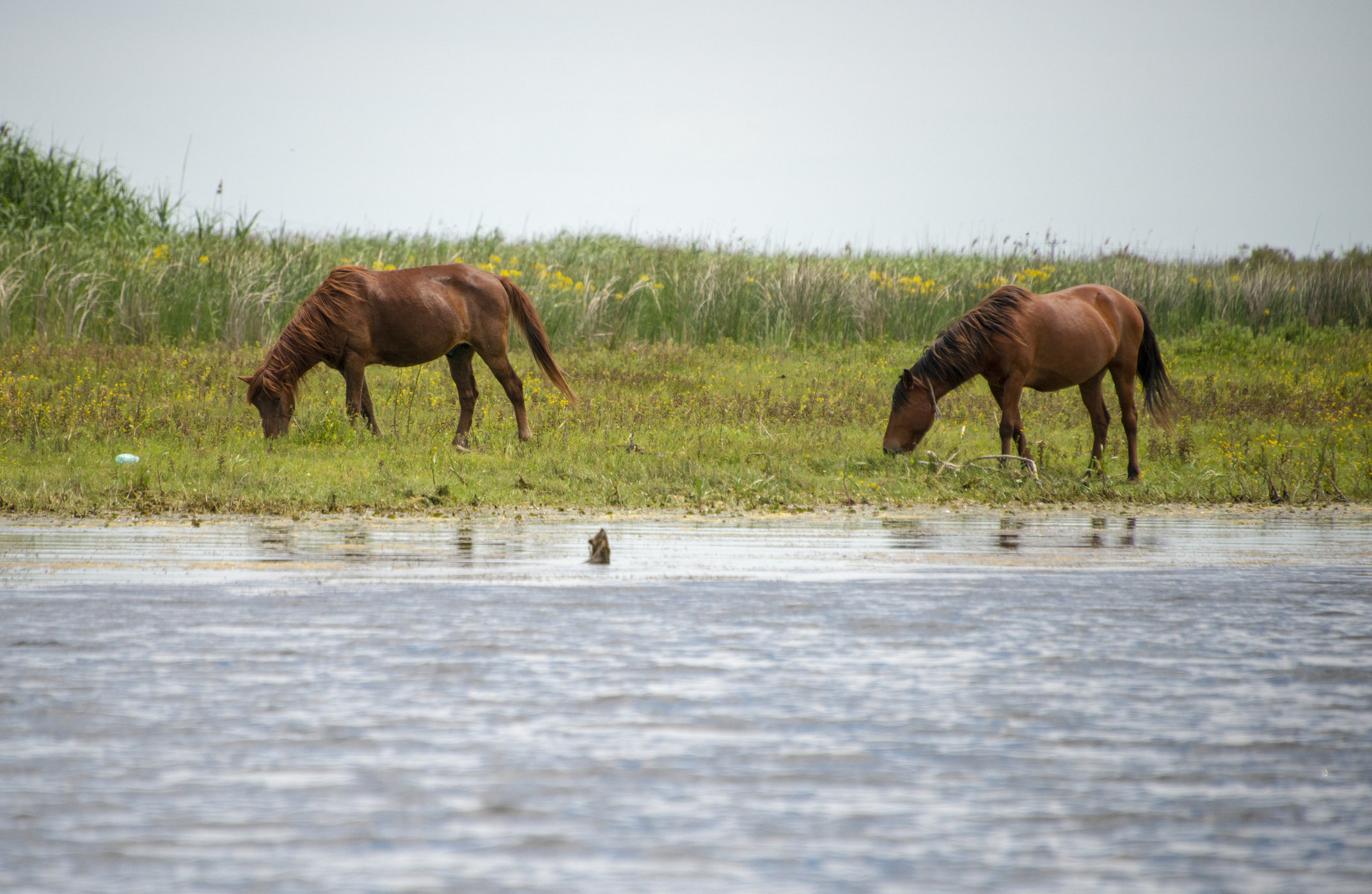 Dunaj: Európska Amazonka